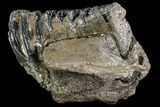 Southern Mammoth Jaw Section - Hungary #111759-3
